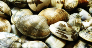 4. Clams: A Tiny Shellfish Packed with Nutrients